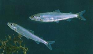 楠溪江香魚 楠溪江香魚