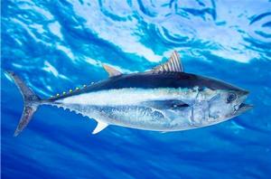 鮪魚的功效與作用 鮪魚的功效與作用