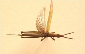 暗翅負蝗 暗翅負蝗