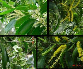 大葉相思 大葉相思