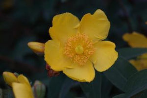 黃花海芙蓉 黃花海芙蓉