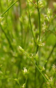 乳頭燈心草 乳頭燈心草