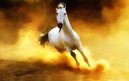 驚人的馬圖片 驚人的馬圖片