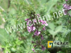 尖果水苦蕒 尖果水苦蕒