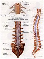 脊神經