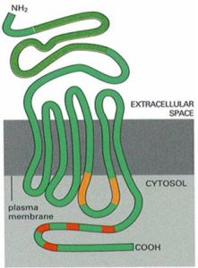 G蛋白耦聯型受體為7次跨膜蛋白