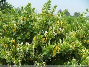 金豐一號金銀花 金豐一號金銀花