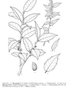 雙核枸骨 雙核枸骨