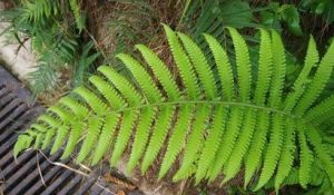 賽毛蕨(雜交變種) 賽毛蕨(雜交變種)