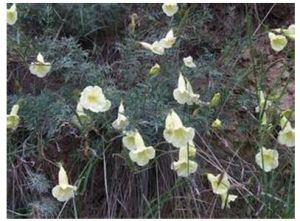甘肅蒿(原變種) 甘肅蒿(原變種)