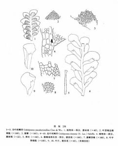 尖葉疣鱗苔 尖葉疣鱗苔