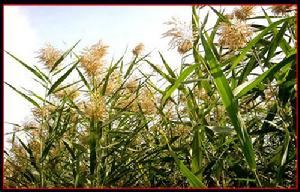 《詩經·國風》