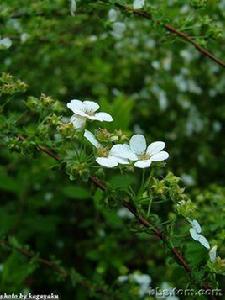 栯堂山居詩 栯堂山居詩