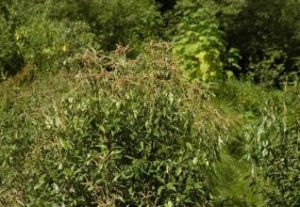 兩廣石櫟 兩廣石櫟