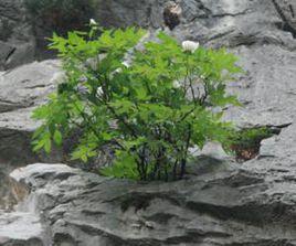 銀屏山牡丹 銀屏山牡丹