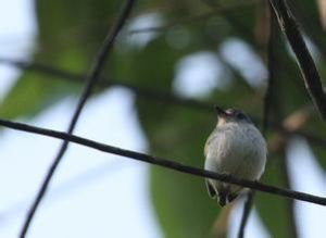 短尾侏霸鶲 短尾侏霸鶲