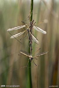 無霸大蚊 無霸大蚊