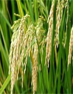 豐莉絲苗 豐莉絲苗