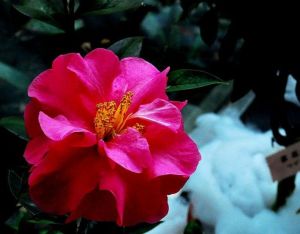 寡脈紅山茶 寡脈紅山茶