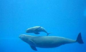 銅陵淡水豚自然保護區