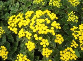 擬亞菊系 擬亞菊系