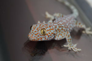 蛤蚧[陸棲爬行動物]