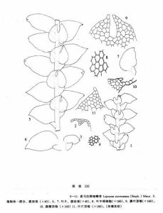 喜馬拉雅細鱗苔 喜馬拉雅細鱗苔