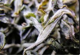 易武綠芽茶 易武綠芽茶