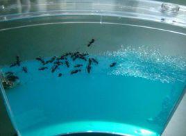 螞蟻工房 螞蟻工房