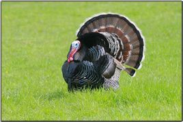 火雞指名亞種 火雞指名亞種