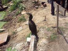 白洋淀拍攝的魚鷹