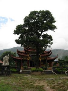 （圖）古寺古樹