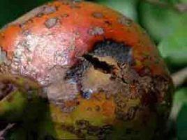 石榴果腐病 石榴果腐病