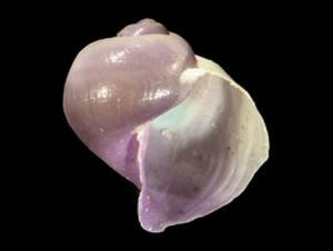 琉璃紫螺