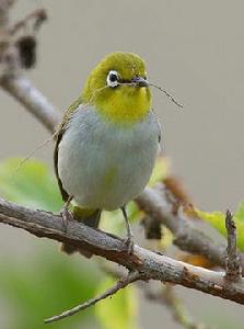 灰腹繡眼鳥 灰腹繡眼鳥