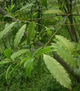 銅光冬青 銅光冬青