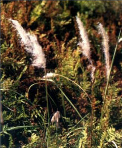白茅-植物原生態
