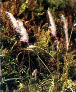 白茅-植物原生態