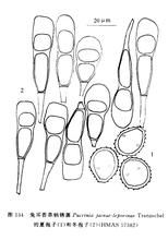 兔耳苔草柄鏽菌 兔耳苔草柄鏽菌