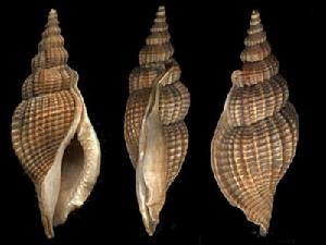 泰國長鼻螺 泰國長鼻螺