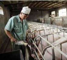 豬肉價格瘋漲，養豬業成了熱門投資