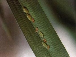 麥長管蚜 麥長管蚜