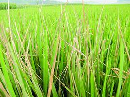 病蟲害氣象學 病蟲害氣象學