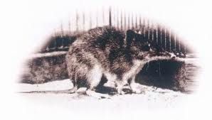 巨兔袋狸 巨兔袋狸