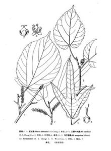 馬爾康桑 馬爾康桑