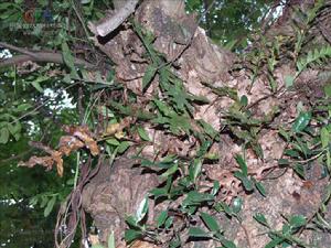 石岩姜（槲蕨）