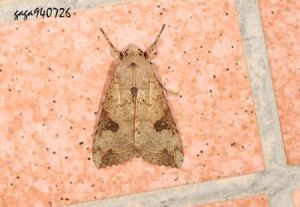 掌夜蛾  Tiracola aureata