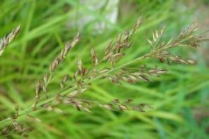 小花野古草 小花野古草