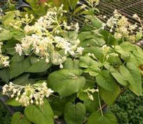 寬昭龍船花 寬昭龍船花