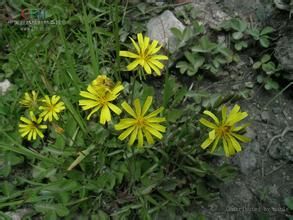糙毛黃鵪菜 糙毛黃鵪菜